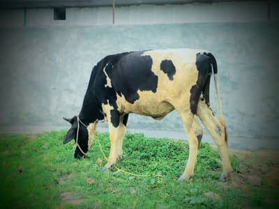 pair walati astralian bacchi age 3 saal abi pregnant nhi hea