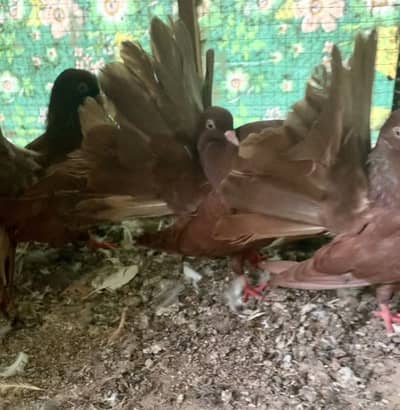 English Fantail/Budapest fancy pigeons