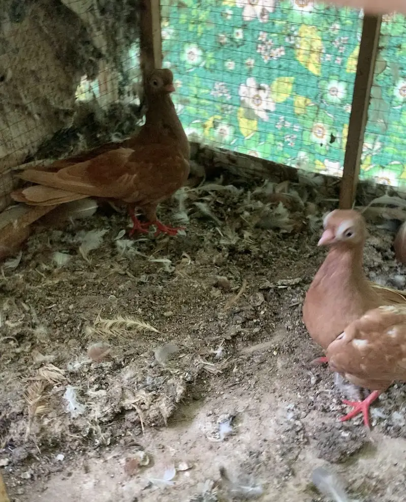 English Fantail/Budapest fancy pigeons — photo 2