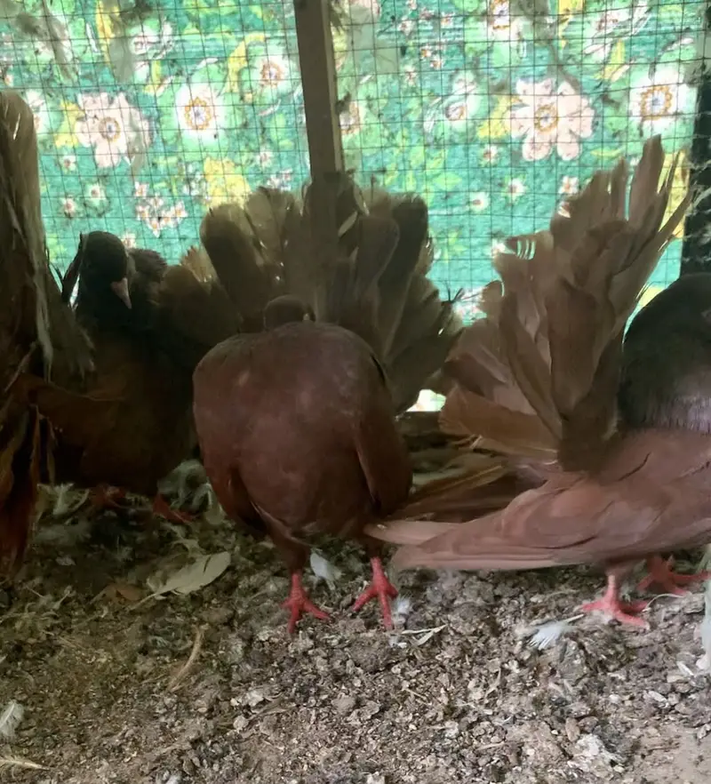 English Fantail/Budapest fancy pigeons — photo 3