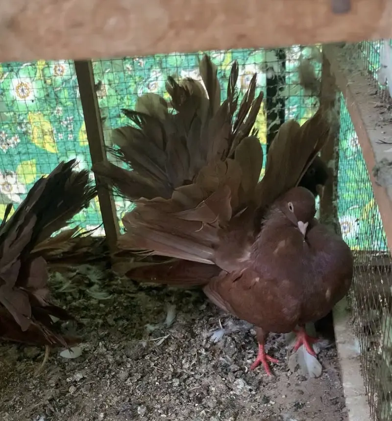 English Fantail/Budapest fancy pigeons — photo 4