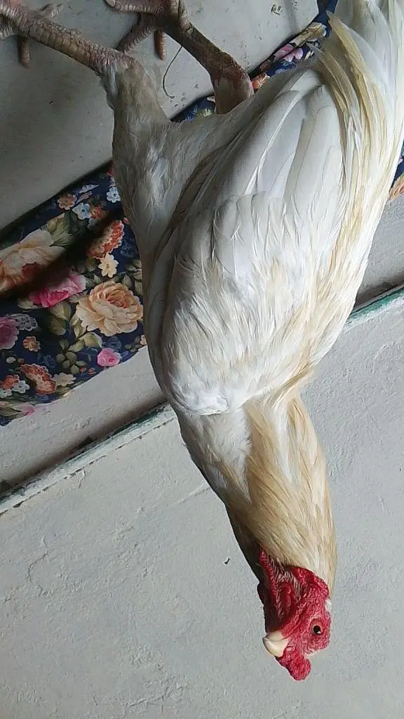 white Miawali pair for sale — photo 2
