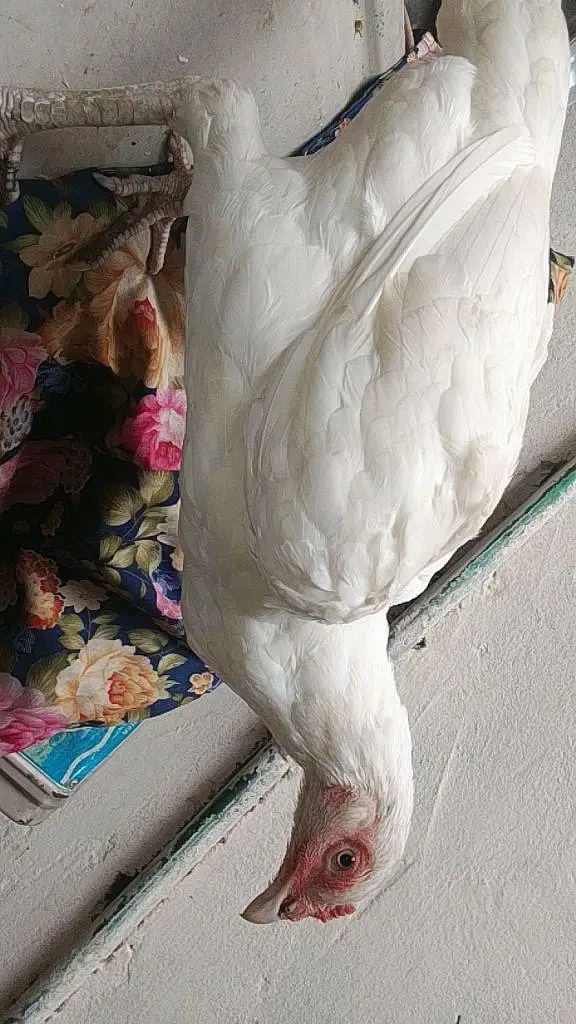 white Miawali pair for sale — photo 5