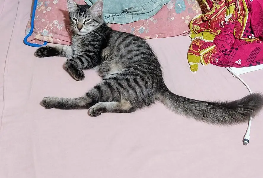 Beautiful & Healthy Cats for Sale in Mandi Bahauddin — photo 3