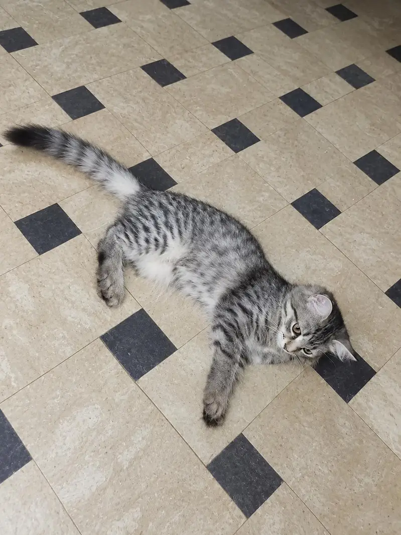 Beautiful & Healthy Cats for Sale in Mandi Bahauddin — photo 4