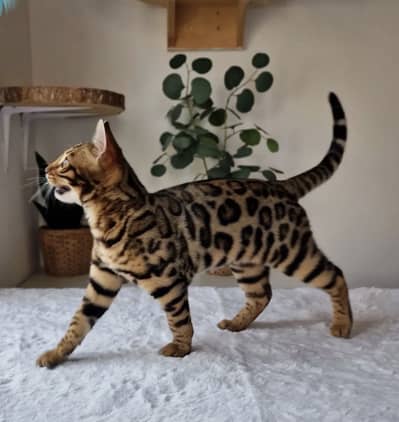 Bengal Cat Available