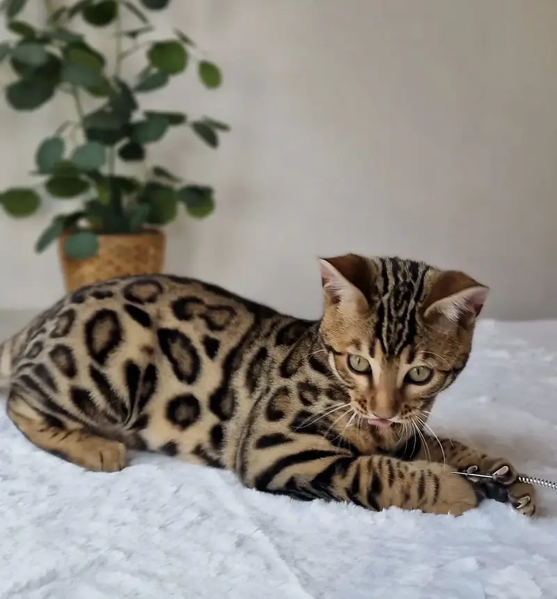 Bengal Cat Available — photo 2
