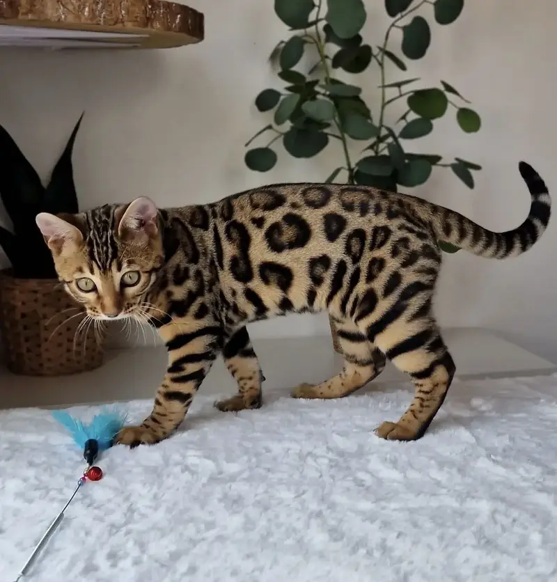 Bengal Cat Available — photo 3