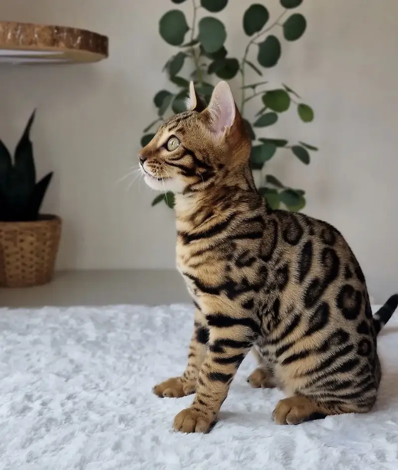 Bengal Cat Available — photo 4