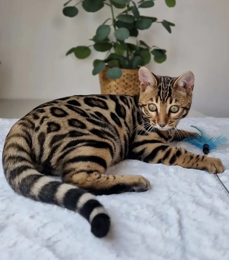 Bengal Cat Available — photo 5