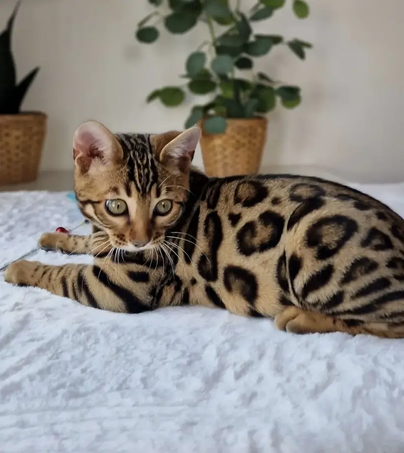 Bengal Cat Available — photo 6
