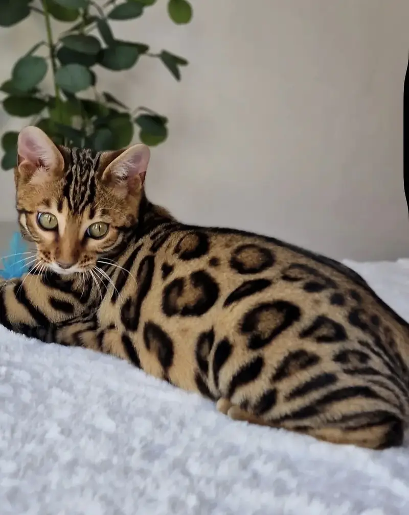 Bengal Cat Available — photo 7