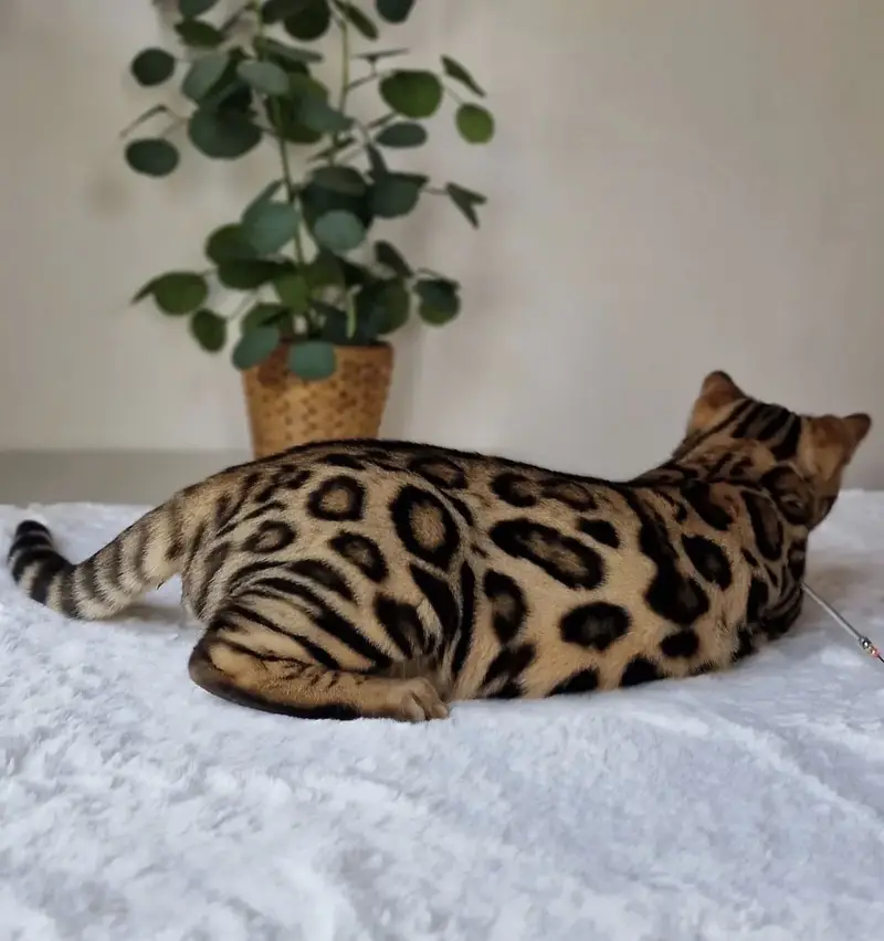 Bengal Cat Available — photo 8