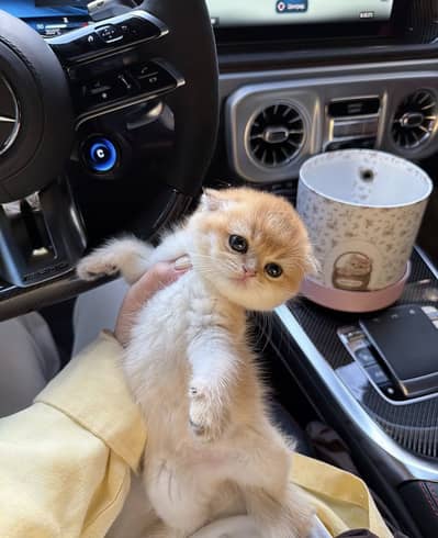 Imported Scottish Fold Cat – Beautiful Folded Ears & Premium Quality