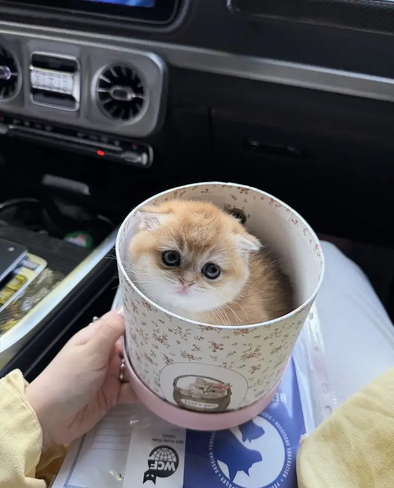 Imported Scottish Fold Cat – Beautiful Folded Ears & Premium Quality — photo 4