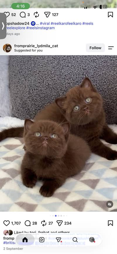 Cinnamon British Shorthair Kitten Available