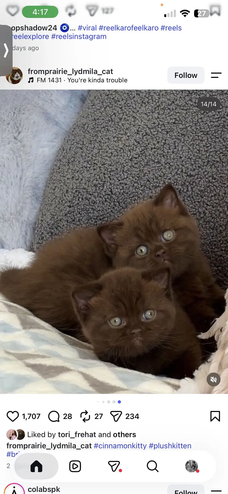 Cinnamon British Shorthair Kitten Available — photo 2