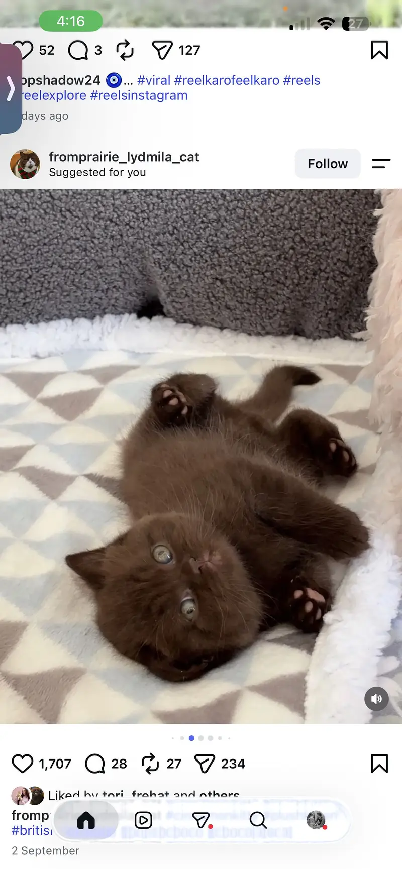 Cinnamon British Shorthair Kitten Available — photo 3