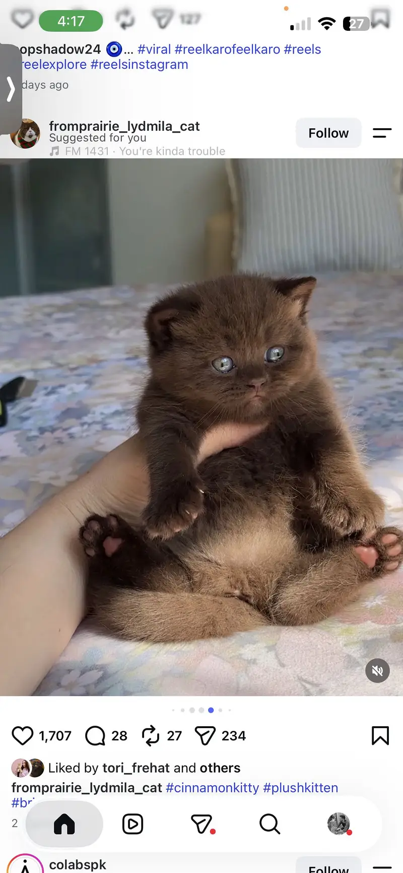 Cinnamon British Shorthair Kitten Available — photo 4