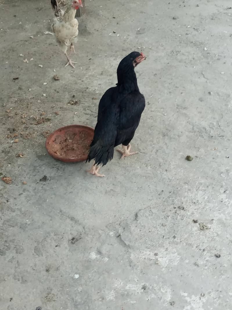 Mianwali 3