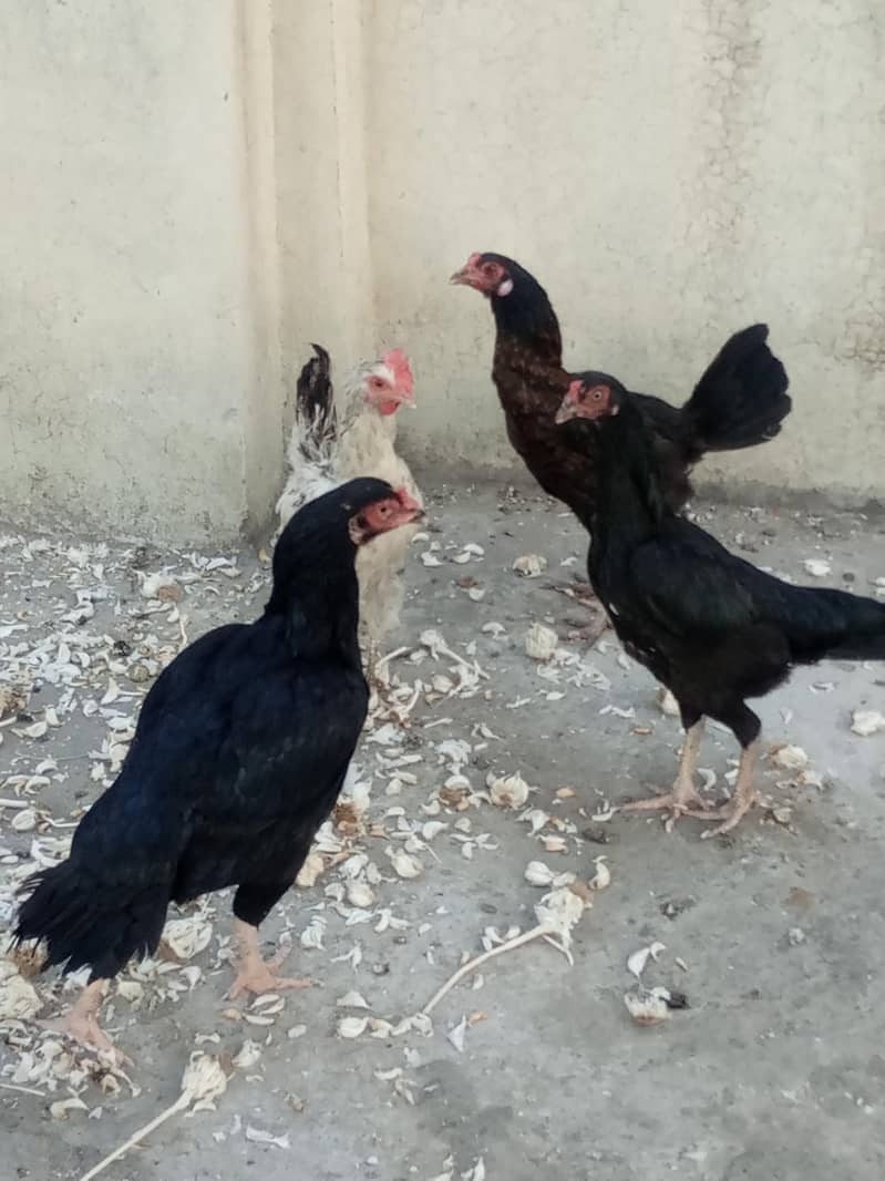 Mianwali 6