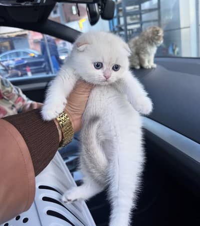 Scottish Fold Kitten for Sale | Fold Ear Cat | Lahore