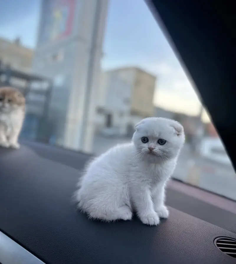 Scottish Fold Kitten for Sale | Fold Ear Cat | Lahore — photo 2