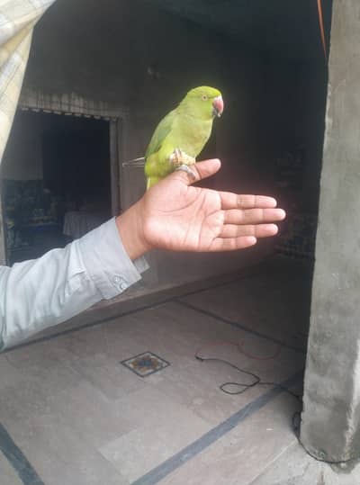 female hand tham03244972937