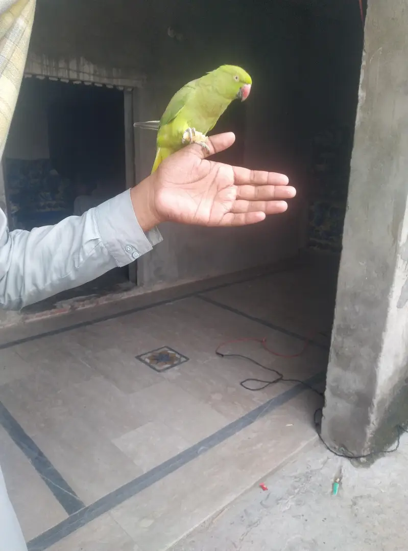 female hand tham03244972937 — photo 2