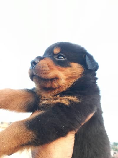 male puppy