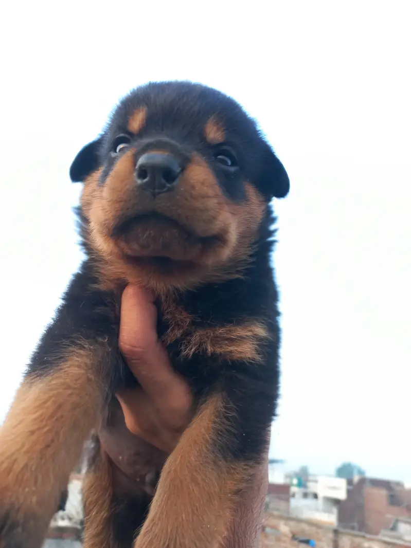 male puppy — photo 2