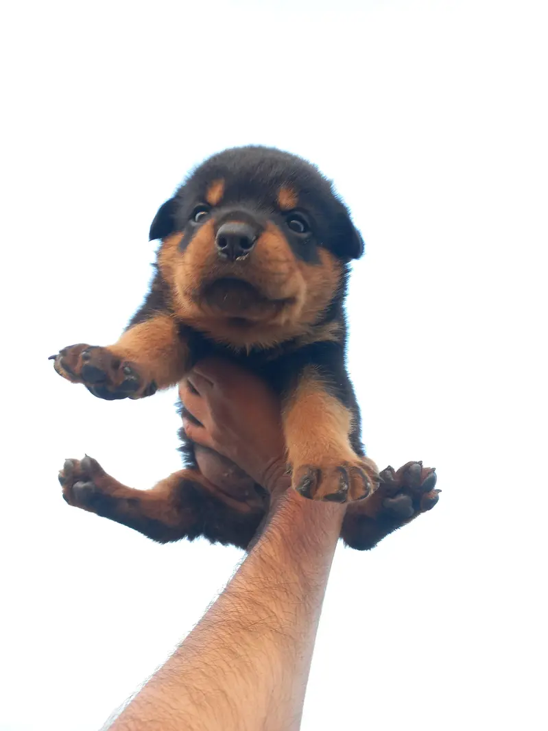 male puppy — photo 3