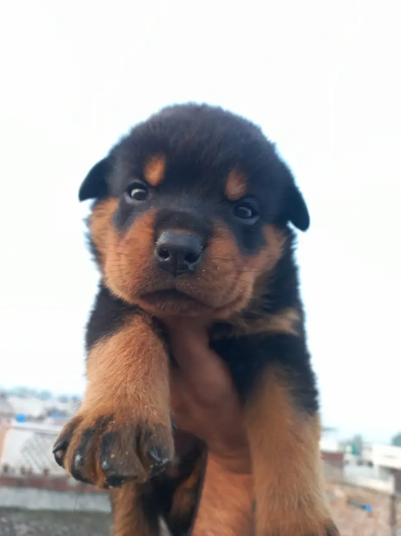 male puppy — photo 4
