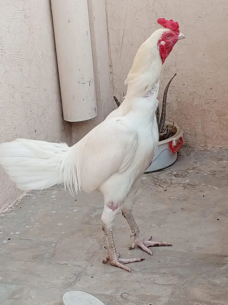 paper what har ka patha ha whait nok nali ma ha or chors nali — photo 2