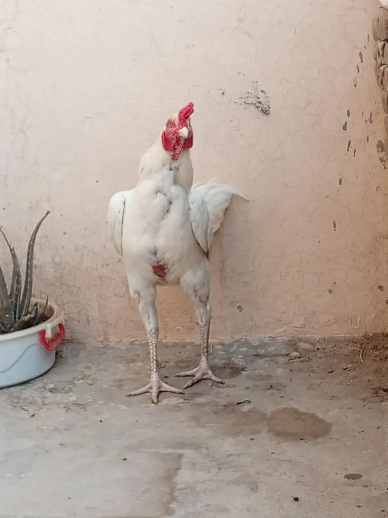 paper what har ka patha ha whait nok nali ma ha or chors nali — photo 4