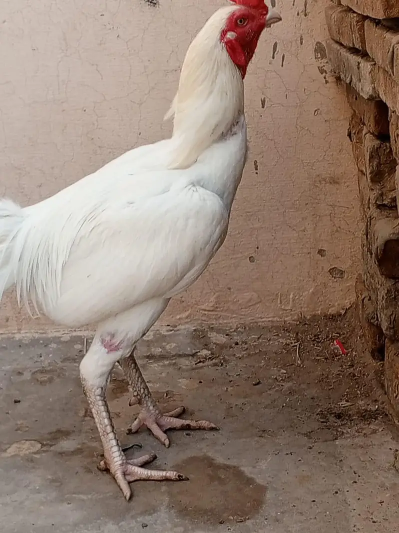 paper what har ka patha ha whait nok nali ma ha or chors nali — photo 5