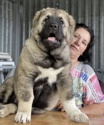Caucasian Shepherd Puppy for sale /Caucasian Ovcharka Dog /Imported