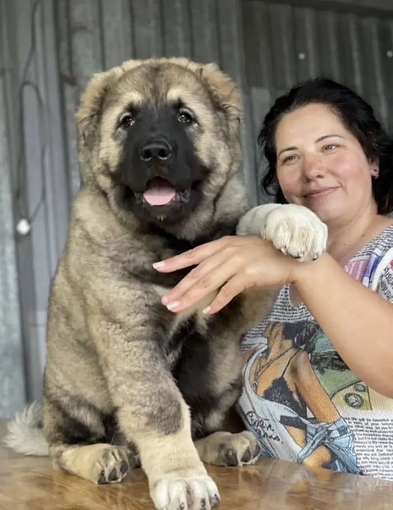 Caucasian Shepherd Puppy for sale /Caucasian Ovcharka Dog /Imported — photo 2