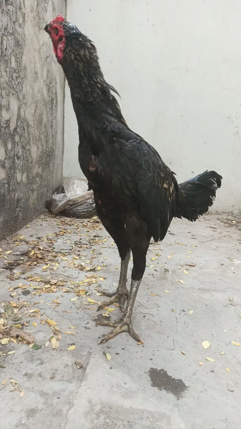 Aseel murga — photo 2