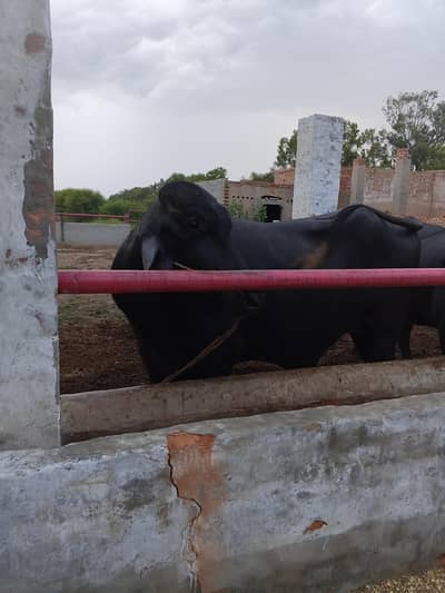 Male Buffalo Breeder for Sale
