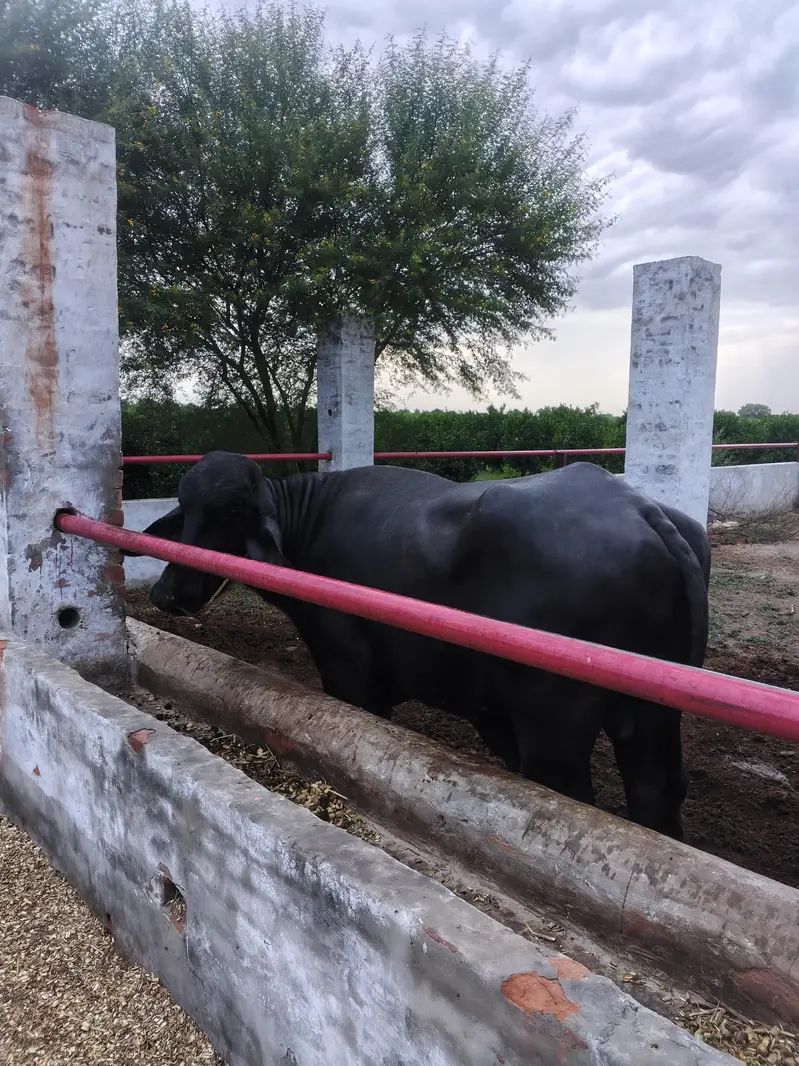 Male Buffalo Breeder for Sale — photo 2