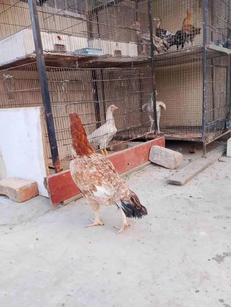 aseel murgi maiwali sat white Heera — photo 6