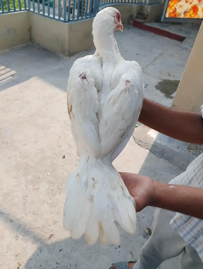 aseel murgi maiwali sat white Heera — photo 8