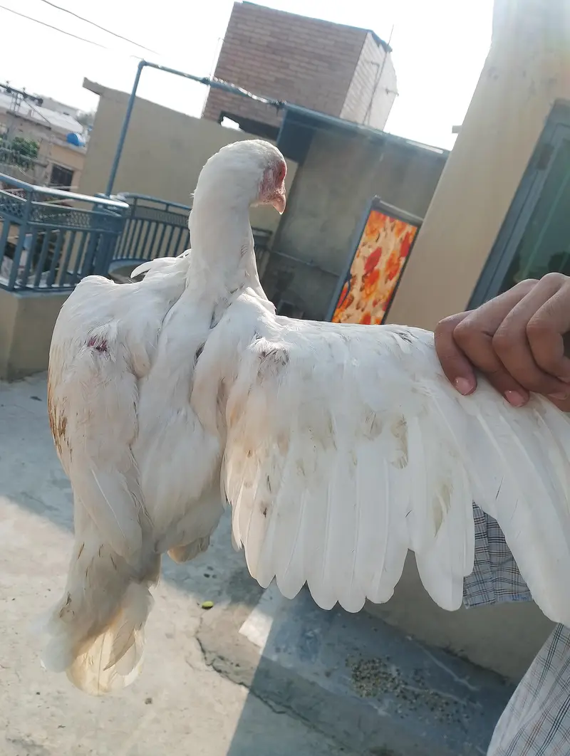 aseel murgi maiwali sat white Heera — photo 9