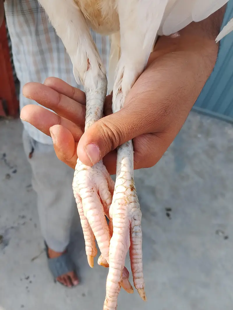 aseel murgi maiwali sat white Heera — photo 10