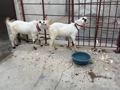 Bakray urjent sale