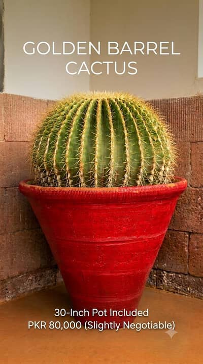Huge Golden Barrel Cactus for sale in DHA Karachi