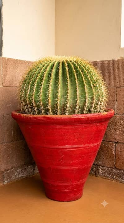 Huge Golden Barrel Cactus for sale in DHA Karachi
