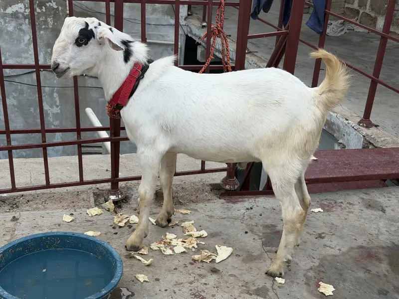 Bakray urjent sale — photo 4