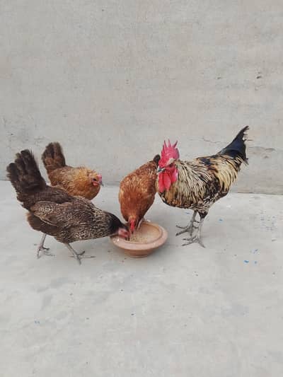 Egg Laying Golden Misri Set 3 Hen 1 Rooster.